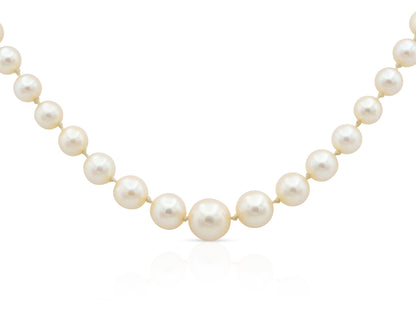 Antique Edwardian 1900s Graduating Pearl Strand Necklace
